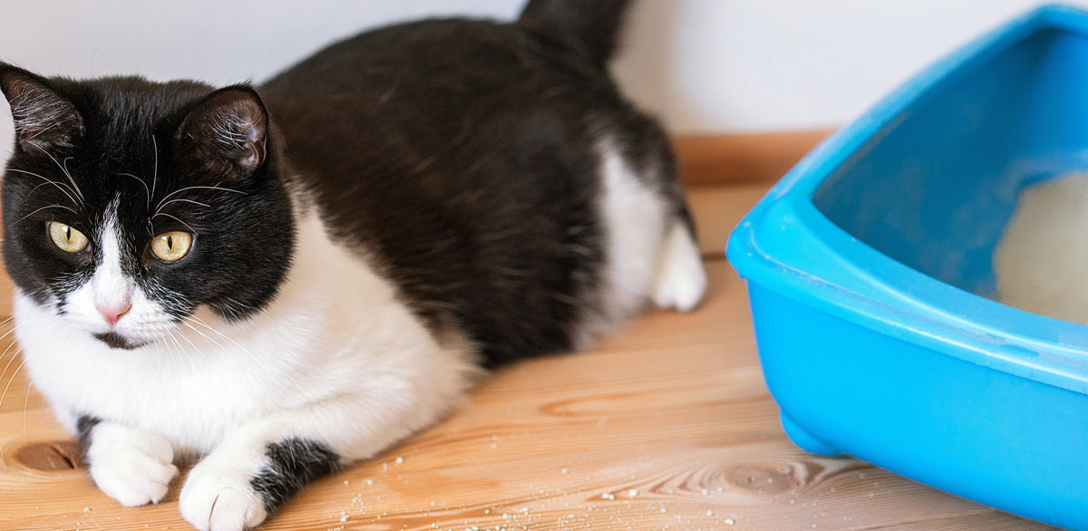 5 Reasons Why Your Cat is Missing The Litter Box Bow & Wow