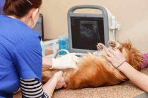 How To Maintain Your Dog’s Kidney Health