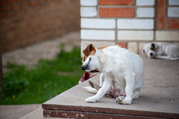 4 Reasons Why Your Dog Keeps Scratching