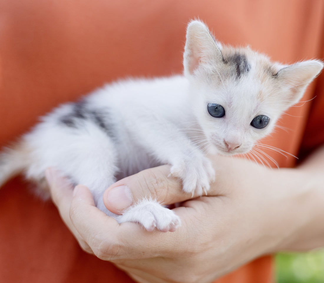 How To Take Care of a New Kitten