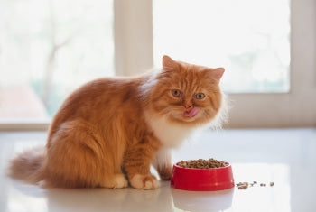 Canned Vs. Dry Food: What's Best For Your Cat?