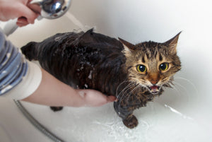 How to Give Your Cat A Bath