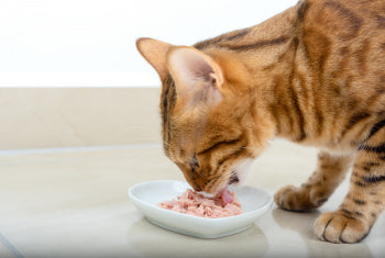 5 Facts About Cat Nutrition