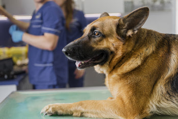 5 Common Health Issues in Large Dog Breeds