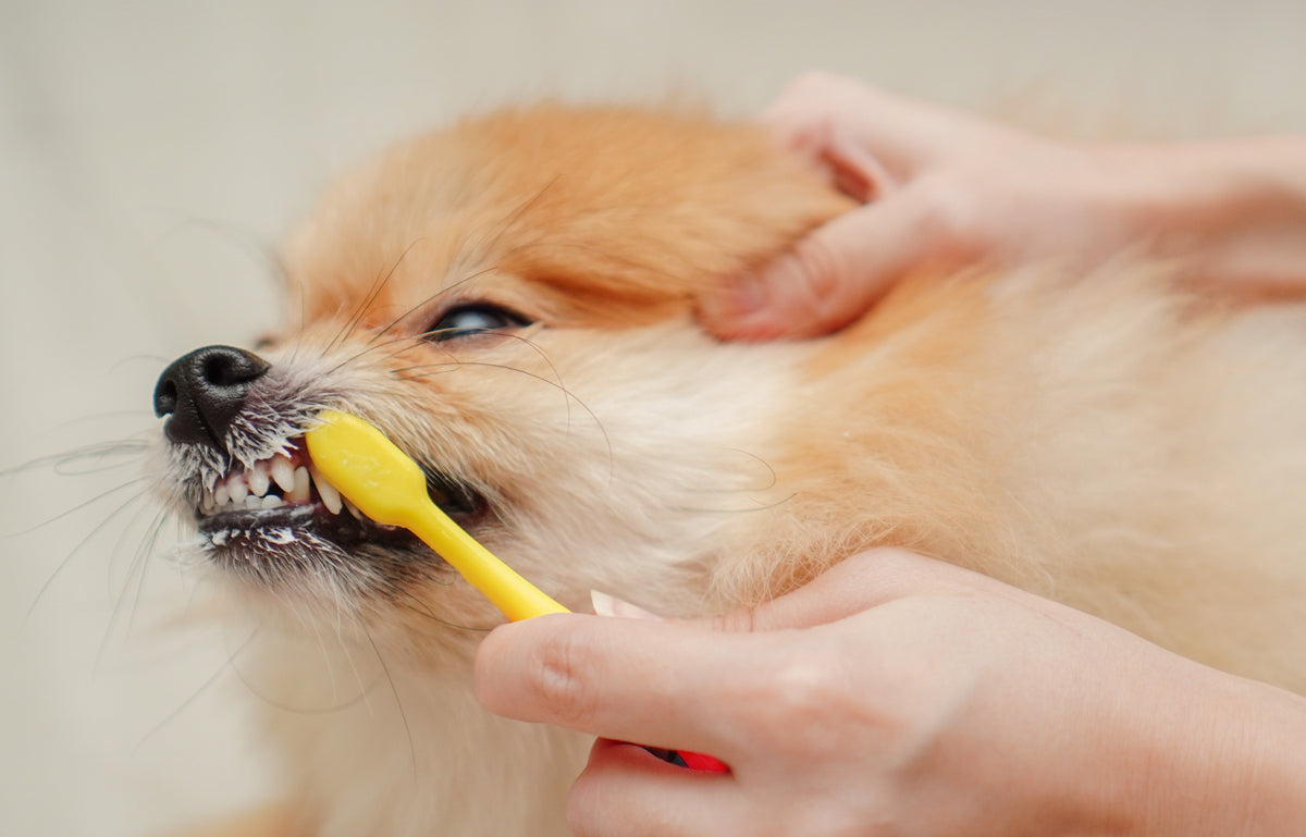 How To Brush Your Dog's Teeth Bow & Wow