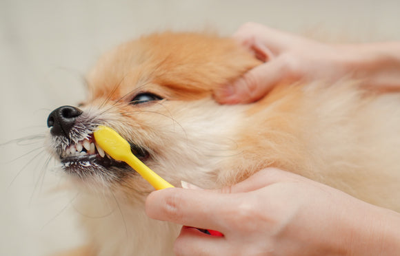 How To Brush Your Dog's Teeth