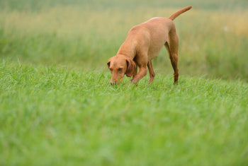 How To Treat Coprophagia