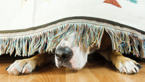 5 Tips To Calm Your Pet During Thunderstorms