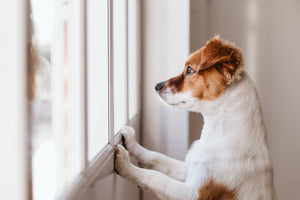 Does Your Dog Have Separation Anxiety?