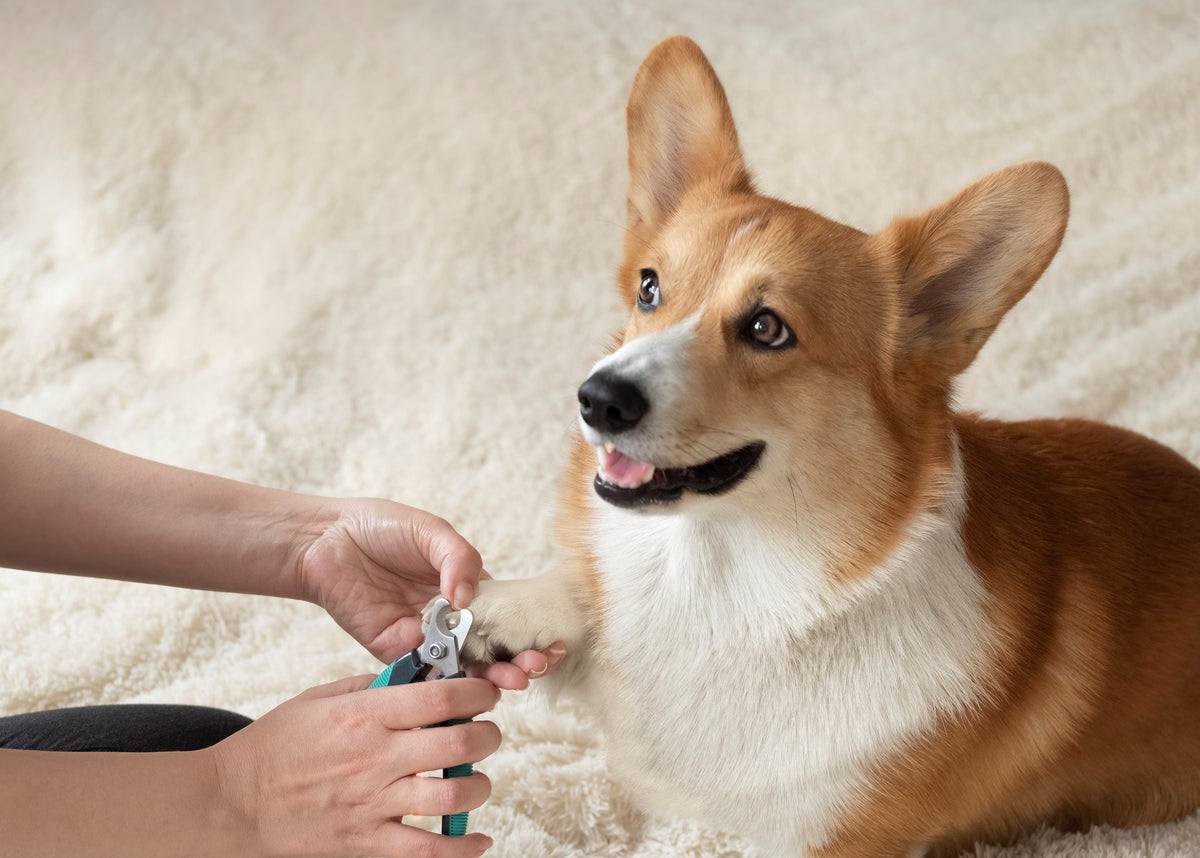 How To Trim Your Dog's Nails – Bow & Wow