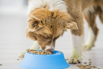 Best All-Natural Dog Food Brands