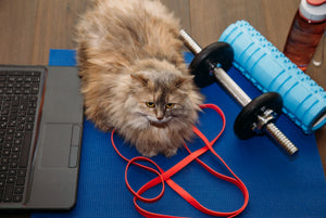 How To Manage Your Pets' Weight