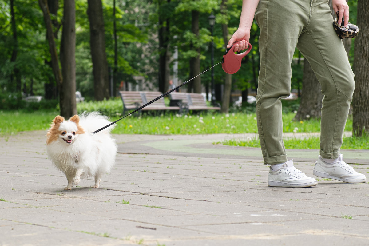 5 Benefits of Walking Your Dog – Bow & Wow