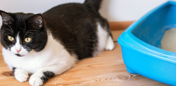 5 Reasons Why Your Cat is Missing The Litter Box
