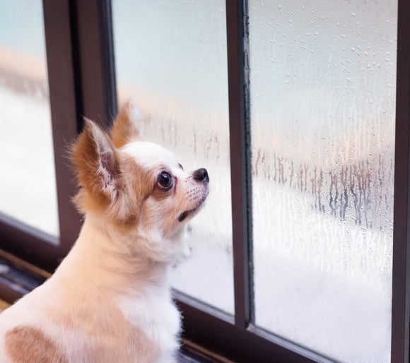 Keep Your Pets Healthy This Rainy Season