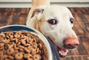 Wet vs. Dry Dog Food: What's Best For Your Dog?
