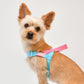 Olchi Bongbong Harness Sky Blue & Pink Small
