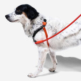 Zee Dog Harness Soft Walk Fatboy Large