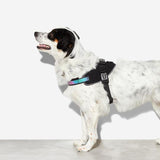 Zee Dog Harness Gotham Fly Size 1