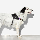 Zee Dog Harness Gotham Fly Size 1