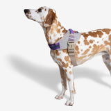Zee Dog Harness ACG Fly Size 3