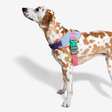 Zee Dog Fly Harness Galaxy Size 3